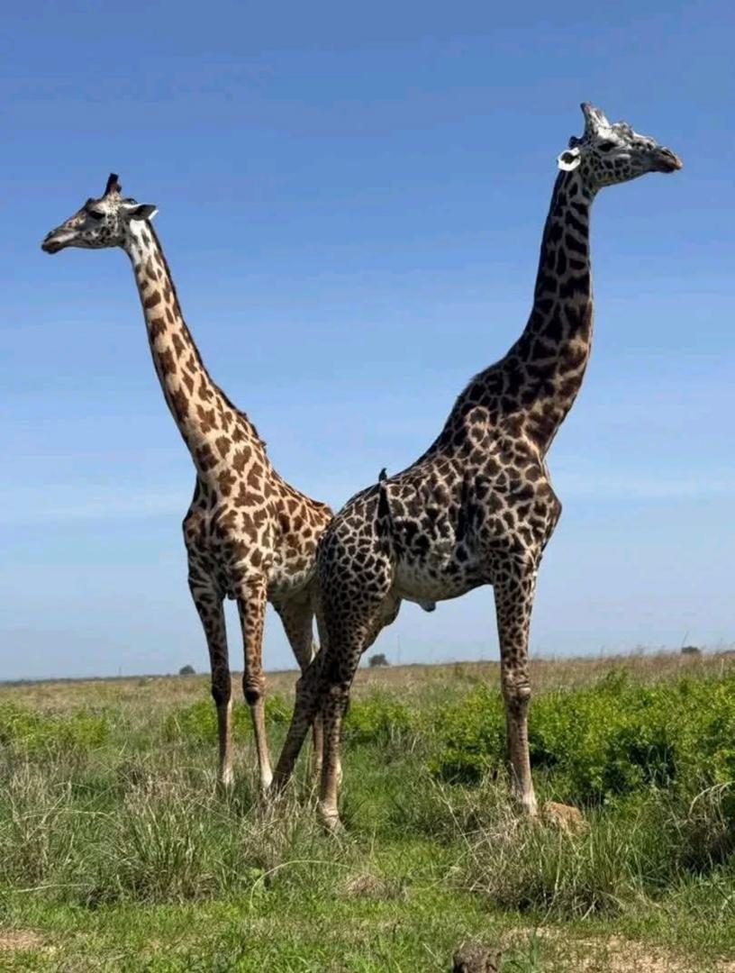 Queen Elizabeth National Park